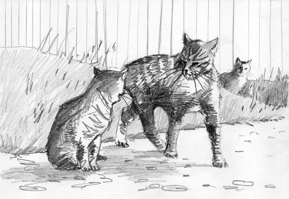 Кошачьи разборки